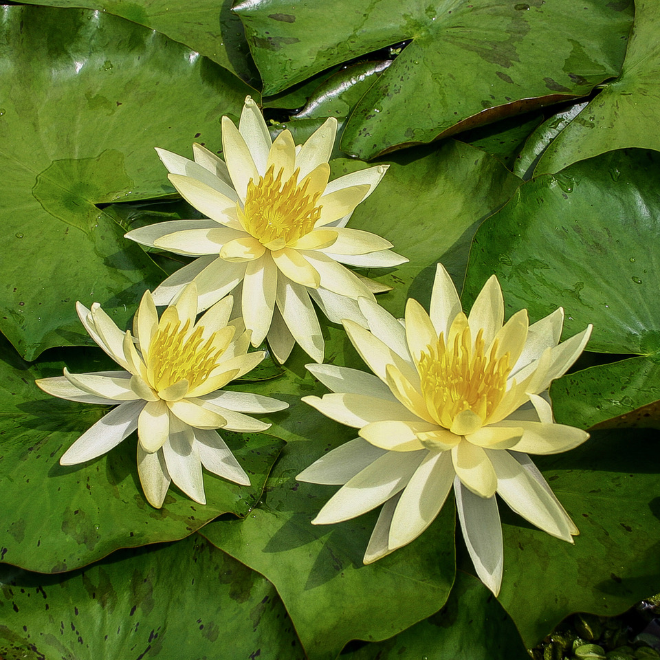Nympheae sulphurea